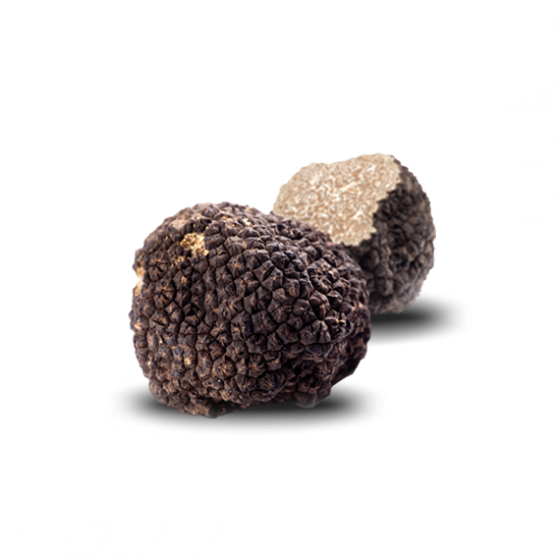 TUBER AESTIVIUM VITTADINI – TARTUFO NERO ESTIVO / SCORZONE