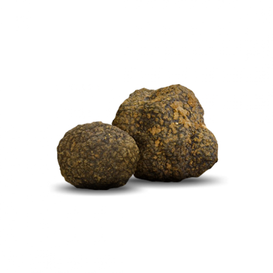 TUBER UNCINATUM CHATIN – TARTUFO NERO UNCINATO / SCORZONE INVERNALE