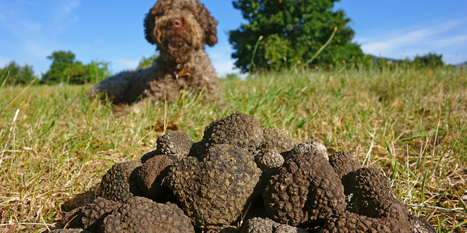 Irene Ragni- Ricerca del tartufo