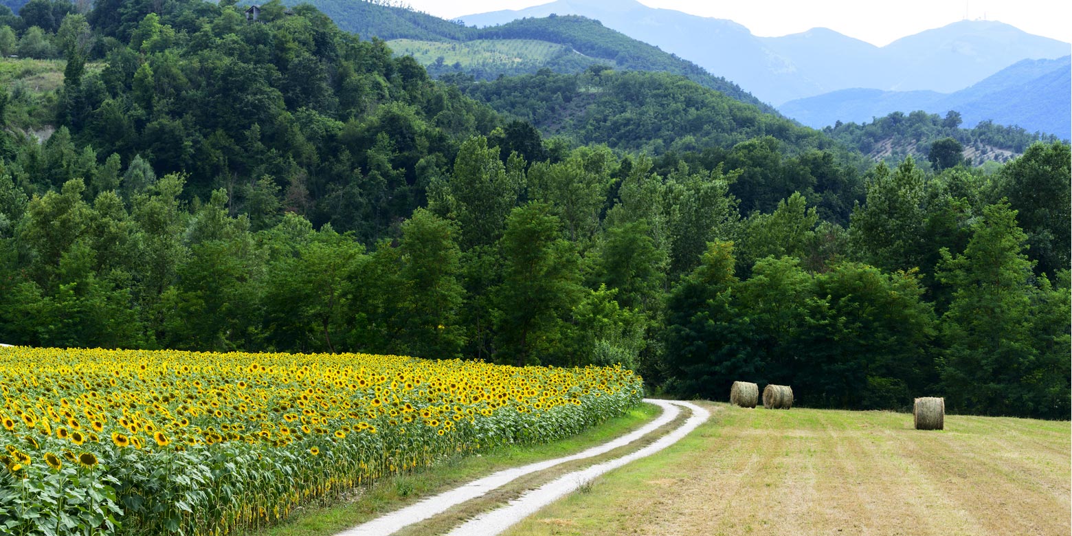 Irene Ragni - Le Marche